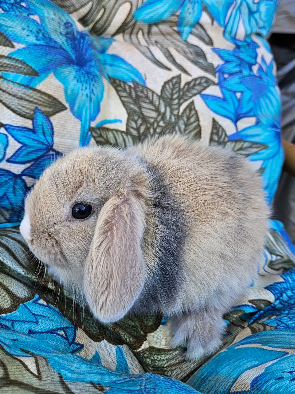 Coelho Mini Lop filhote 