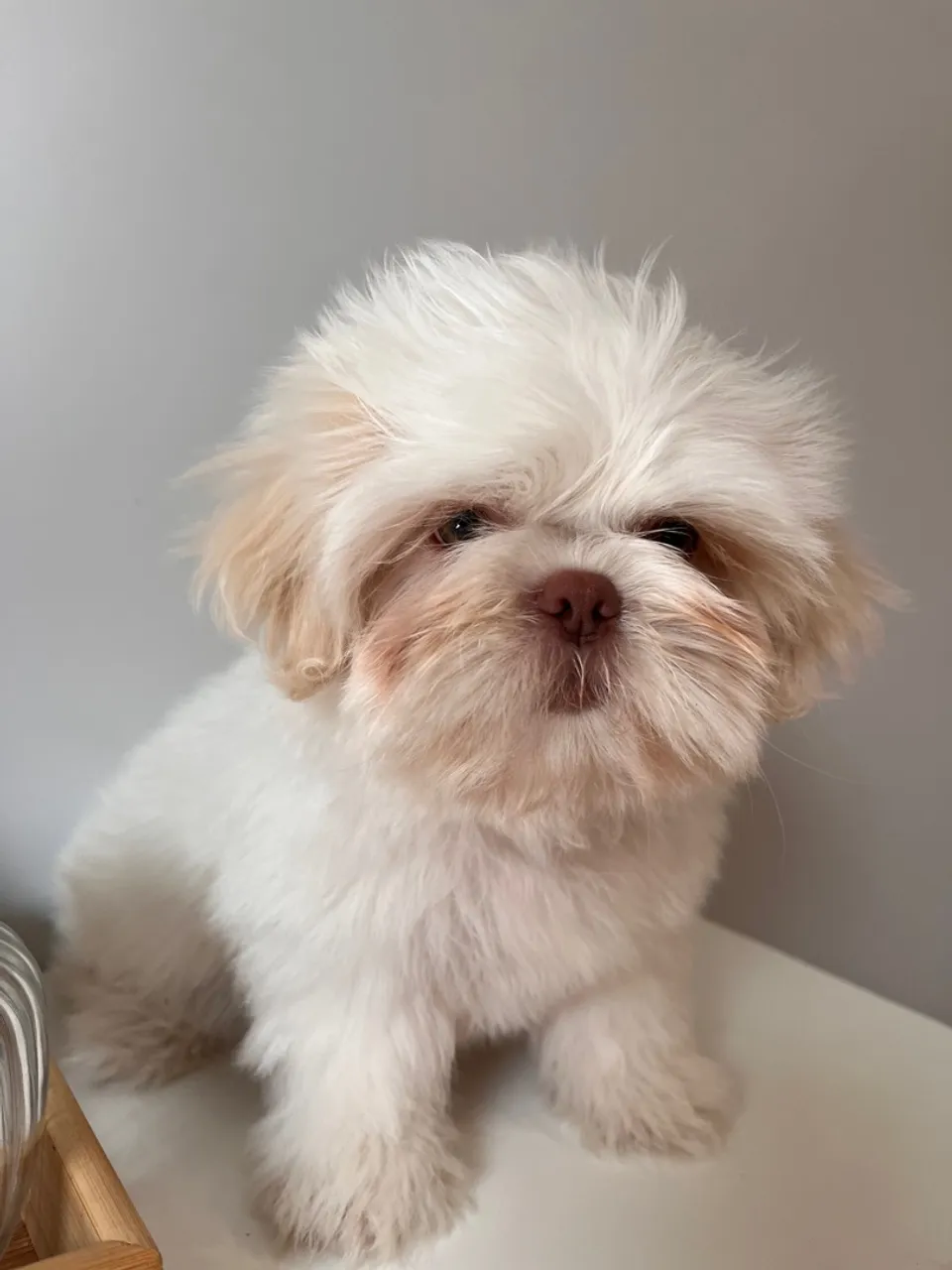 Filhote Shih tzu Fofo