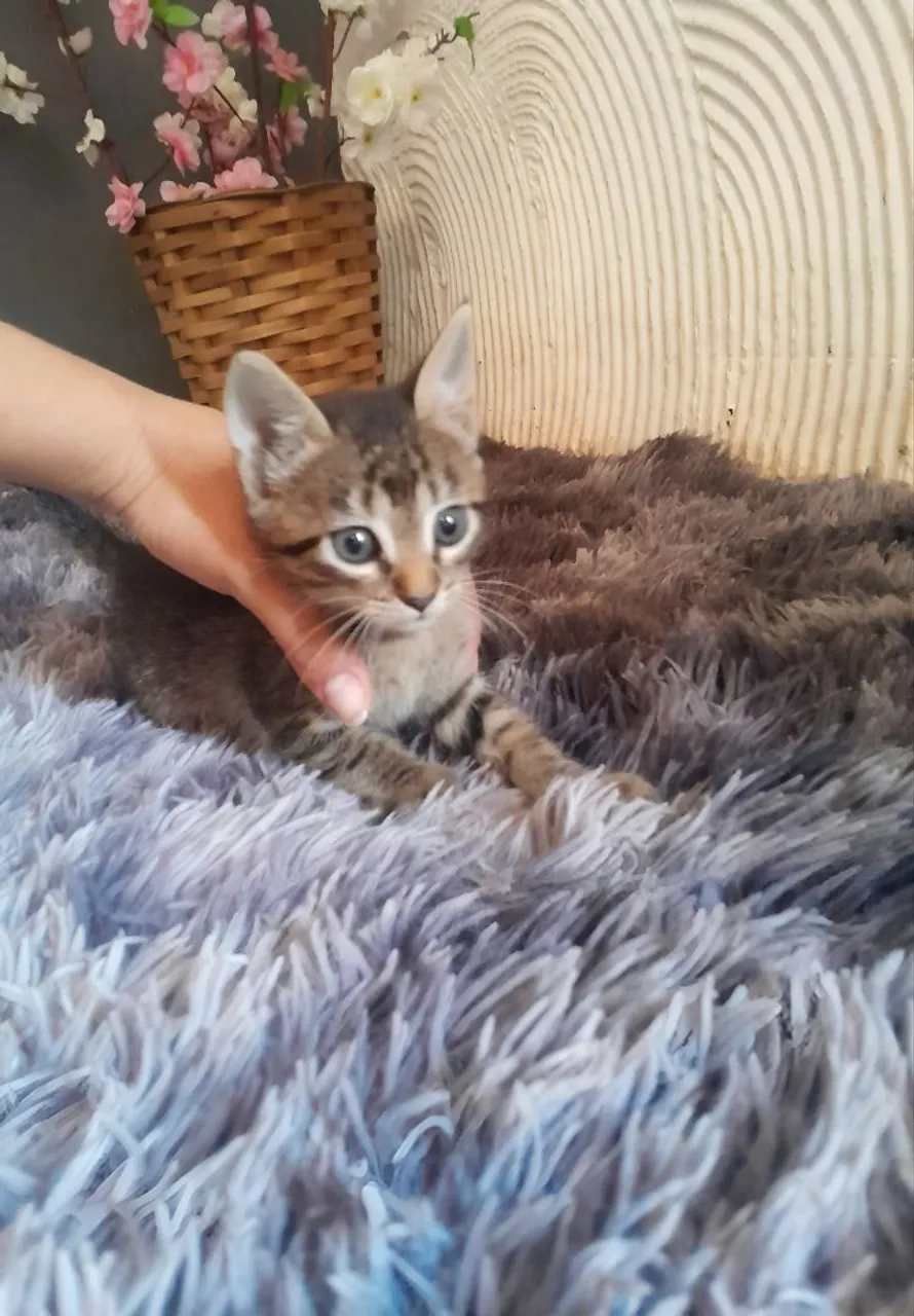 Gatinha filhote para adoção