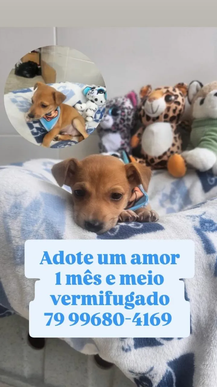 Filhote para adoção - 1 mês e meio