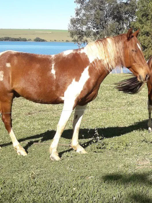 Cavalo Paint