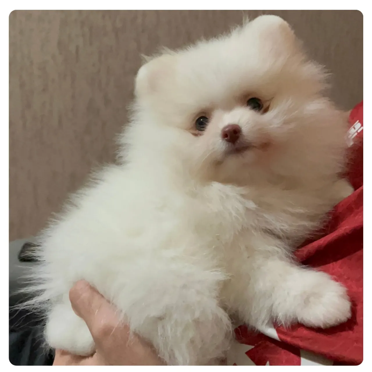 Filhote de Spitz Alemão