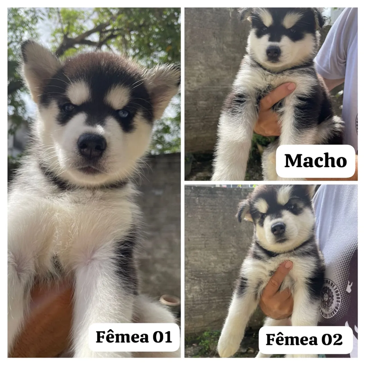 Filhotes de Husky Siberiano disponíveis!