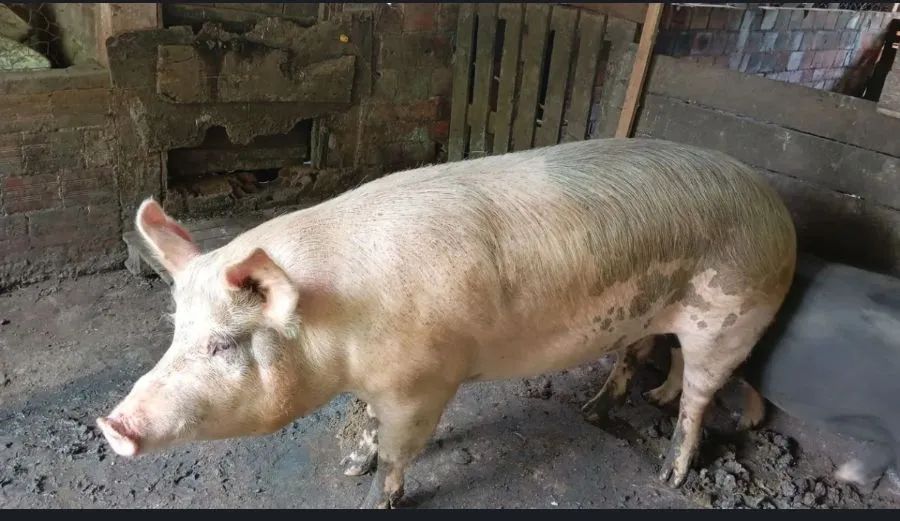 Leitão para natal  - Foto 2