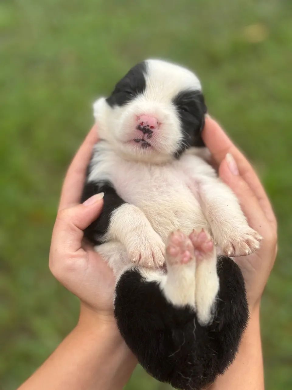 Filhotes de border collie a venda - Foto 2