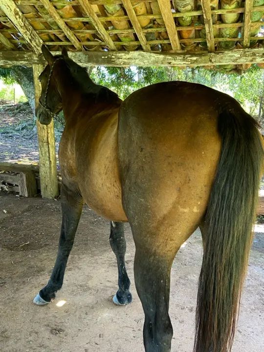 Éguas e cavalos - Foto 3