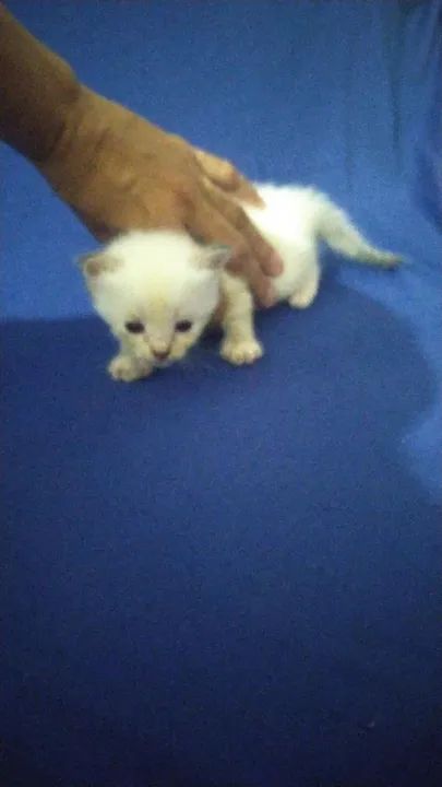 Gatos Siameses Filhotes - Foto 2