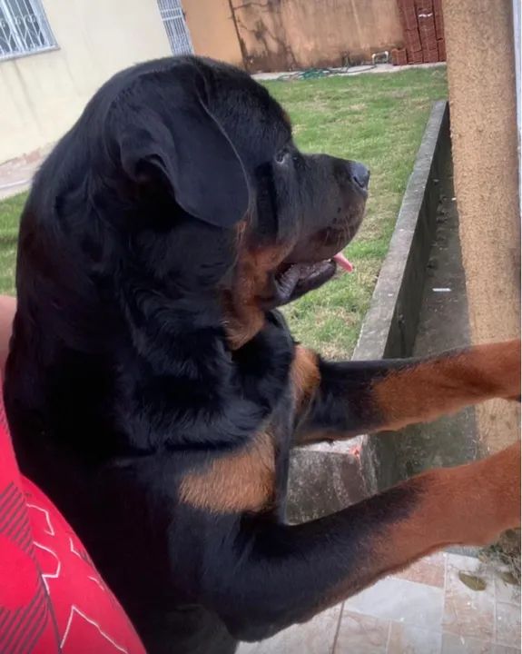 Vendo Filhotes de Rottweillers - pais no local e possuem pedigree - Foto 4