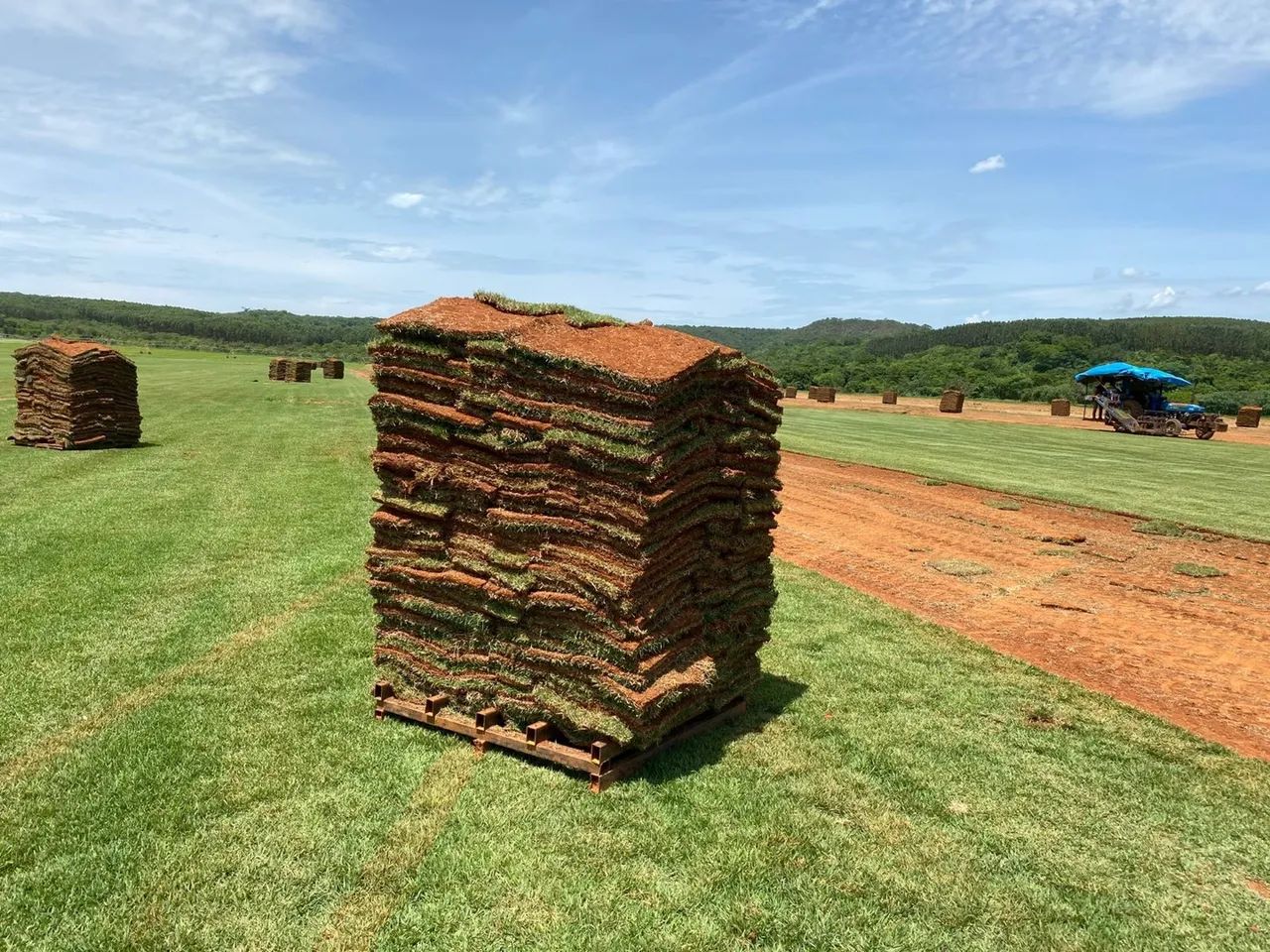 Grama Esmeralda Imperial Brasília 