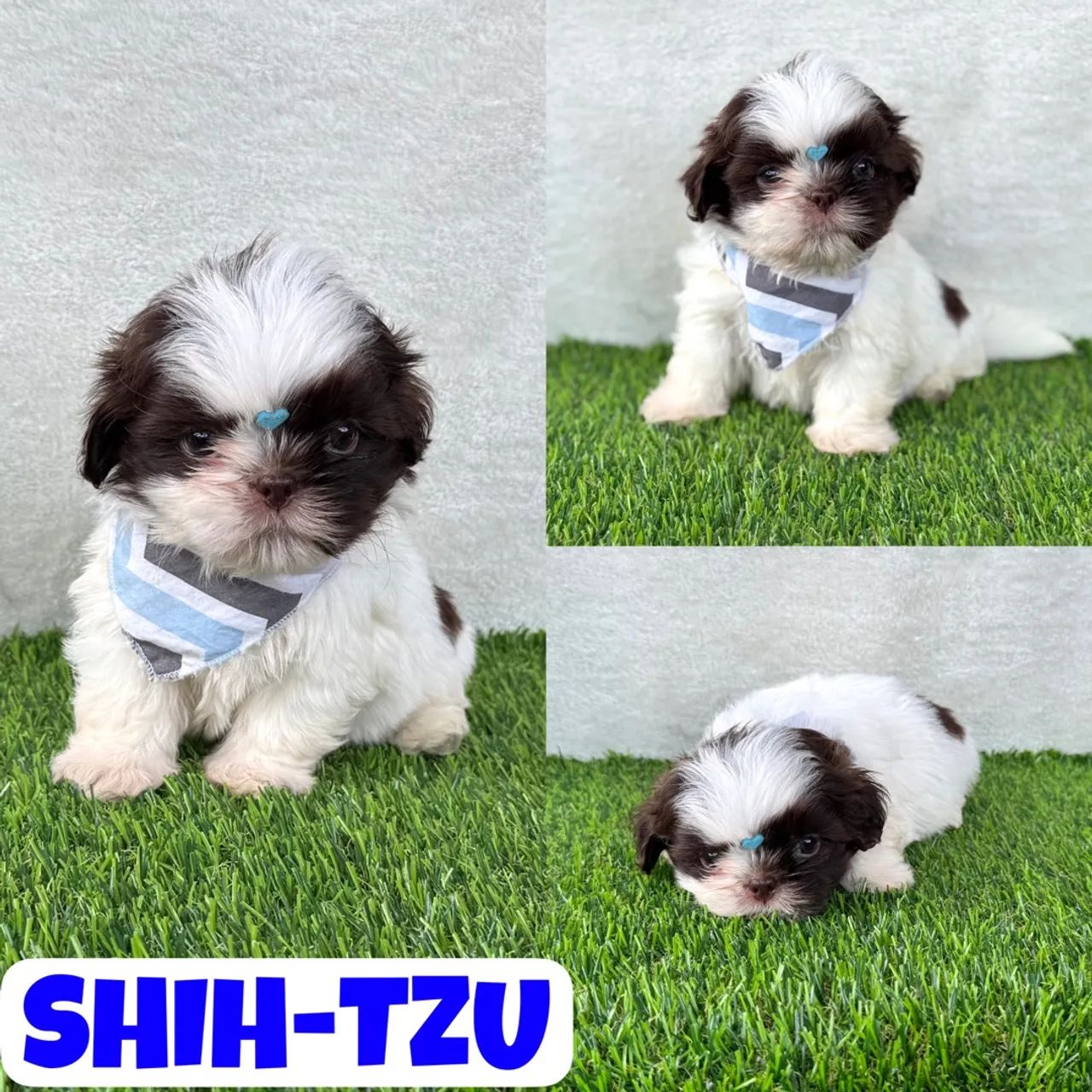 Lindo Shih-Tzu Macho Branco e Chocolate aqui no Puppy Stop