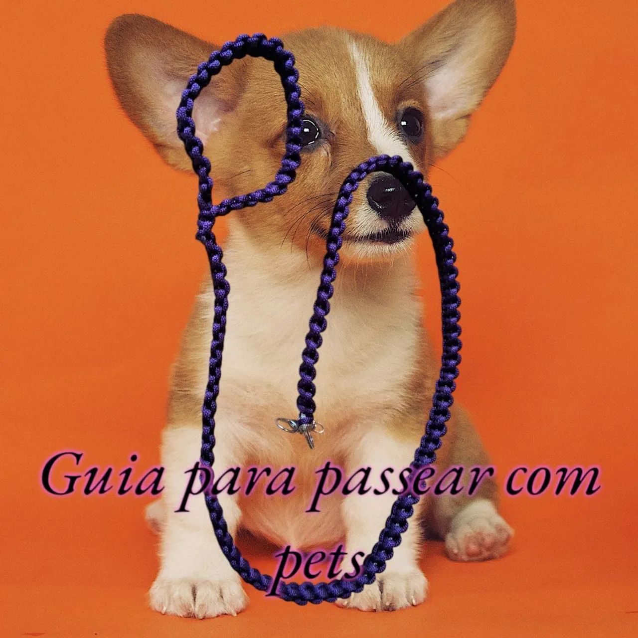 Guia para pets - Foto 2