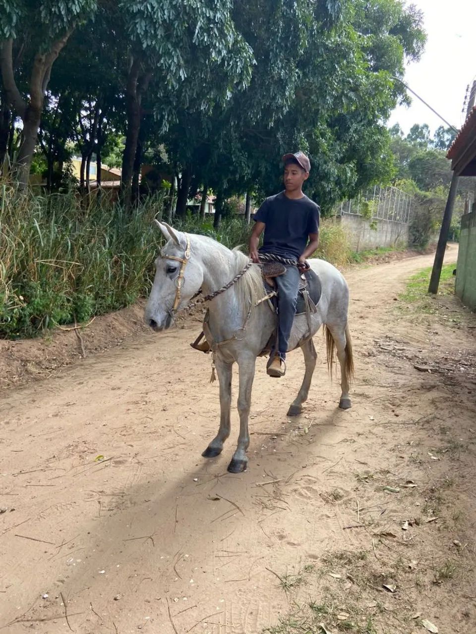 Cavalo para Agropecuária - Foto 4