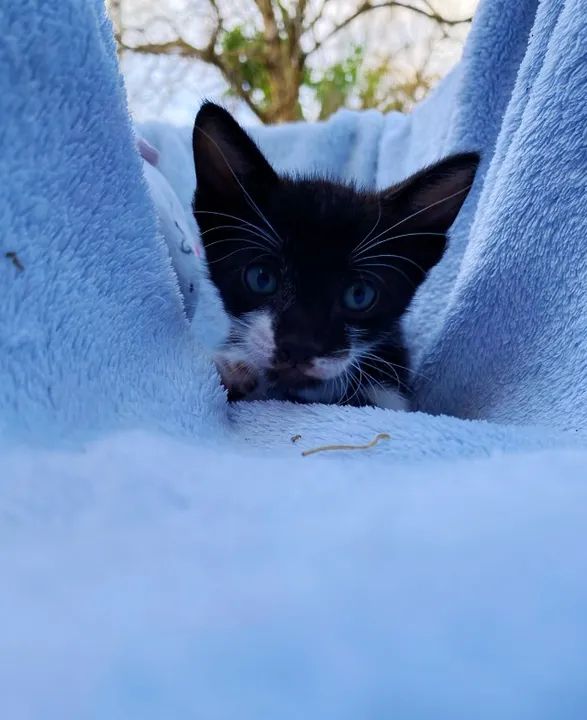 Gatinhos fofinhos para adoção - Foto 6
