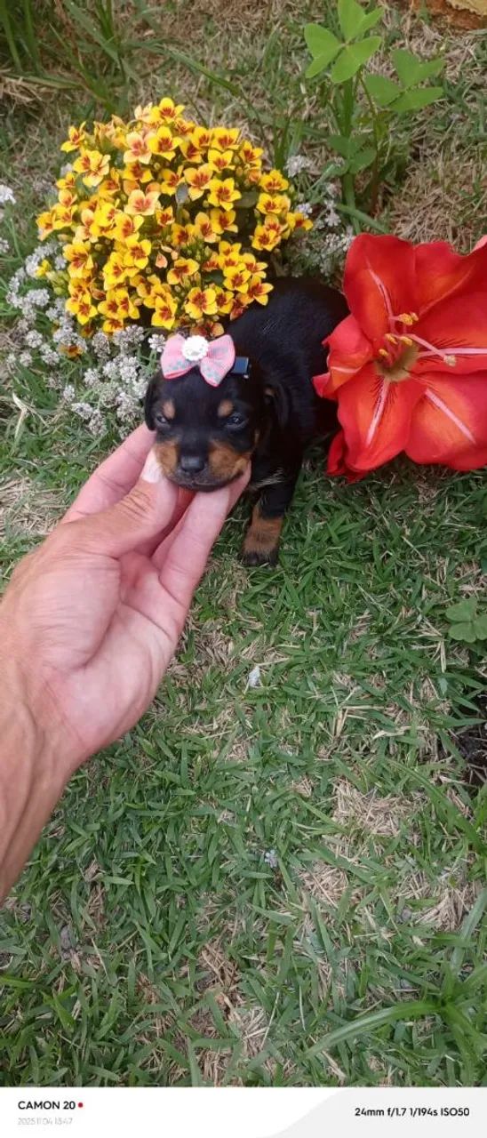 Pinscher fêmeas chocolate - Foto 2