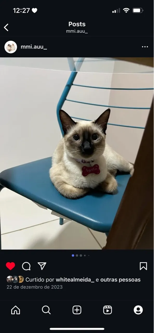 Gatinha Siamesa Agata para adoção