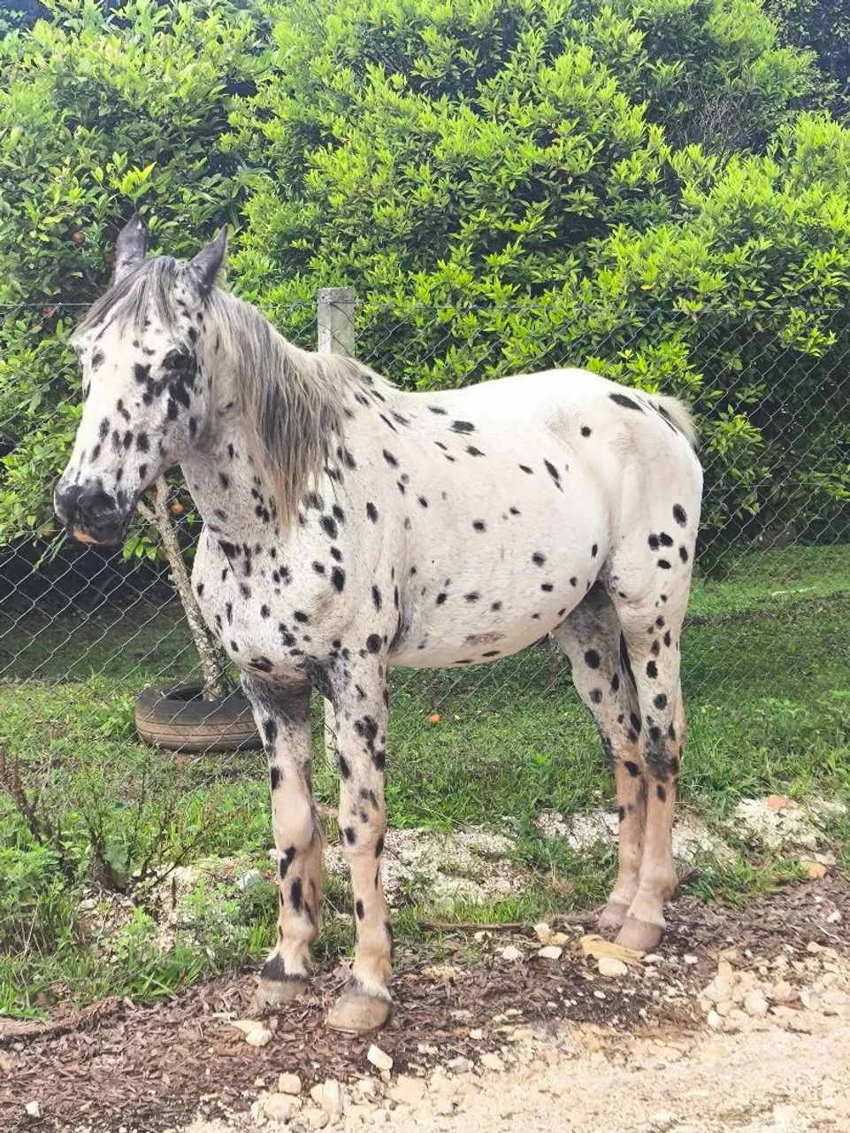 Cavalo crioulo  - Foto 2