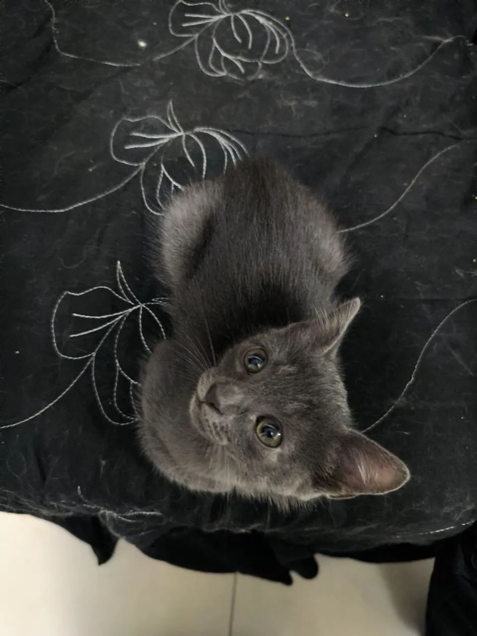 Últimos machinhos de russian blue  - Foto 2