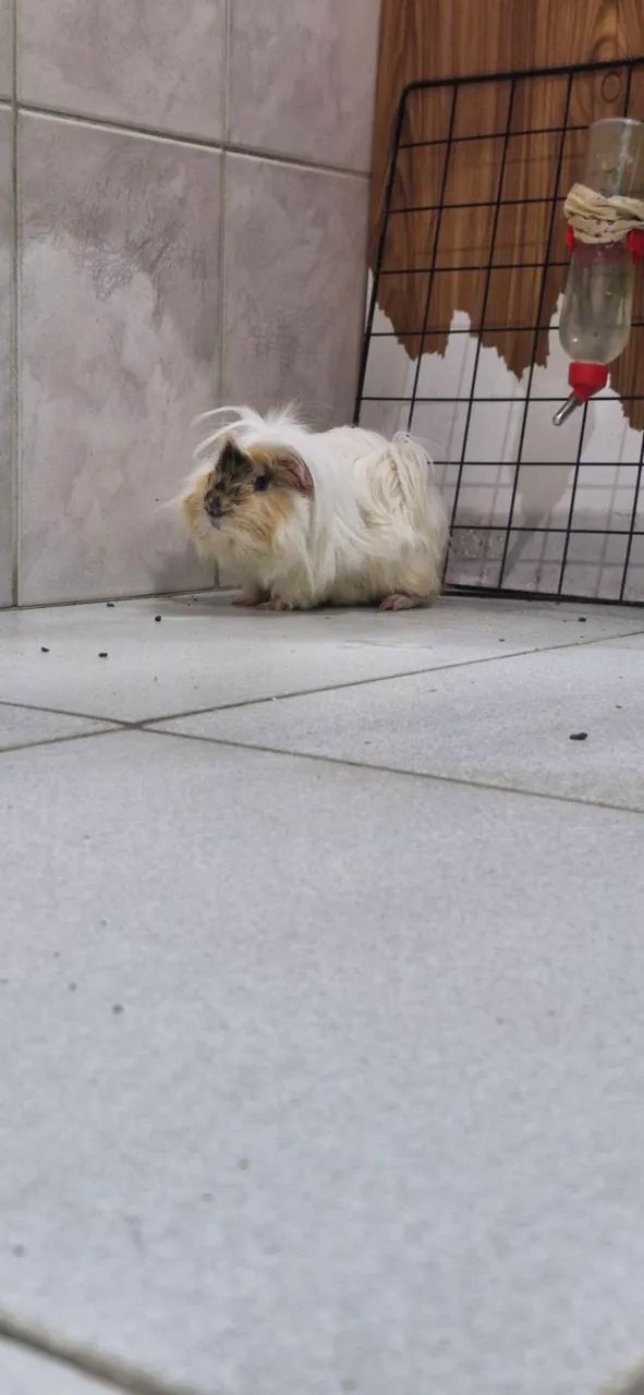 Vendo Porquinho da India Peruano  - Foto 3