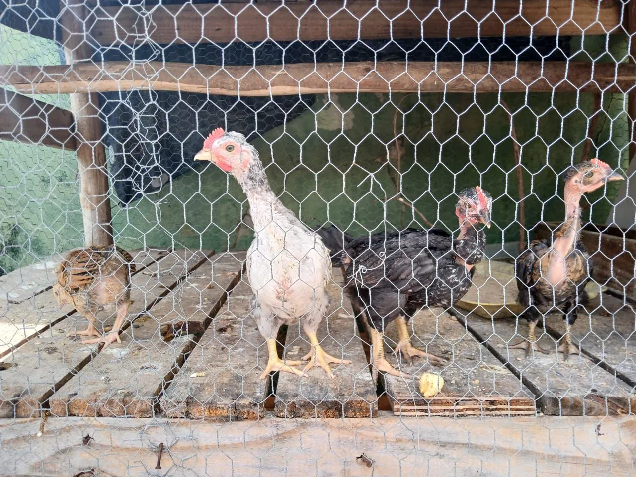Frangos