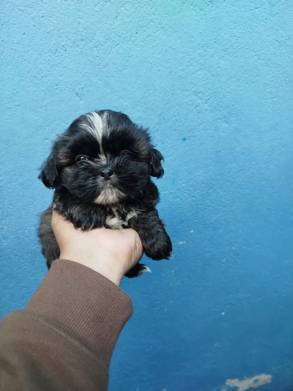 Filhotes ShihTzu machos 55 dias já disponíveis