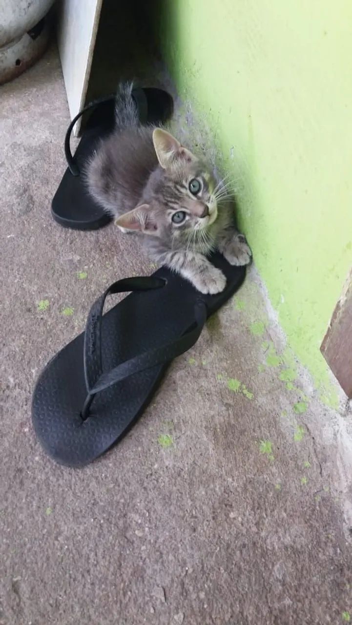 Adoção - Gato 2 meses - Foto 6