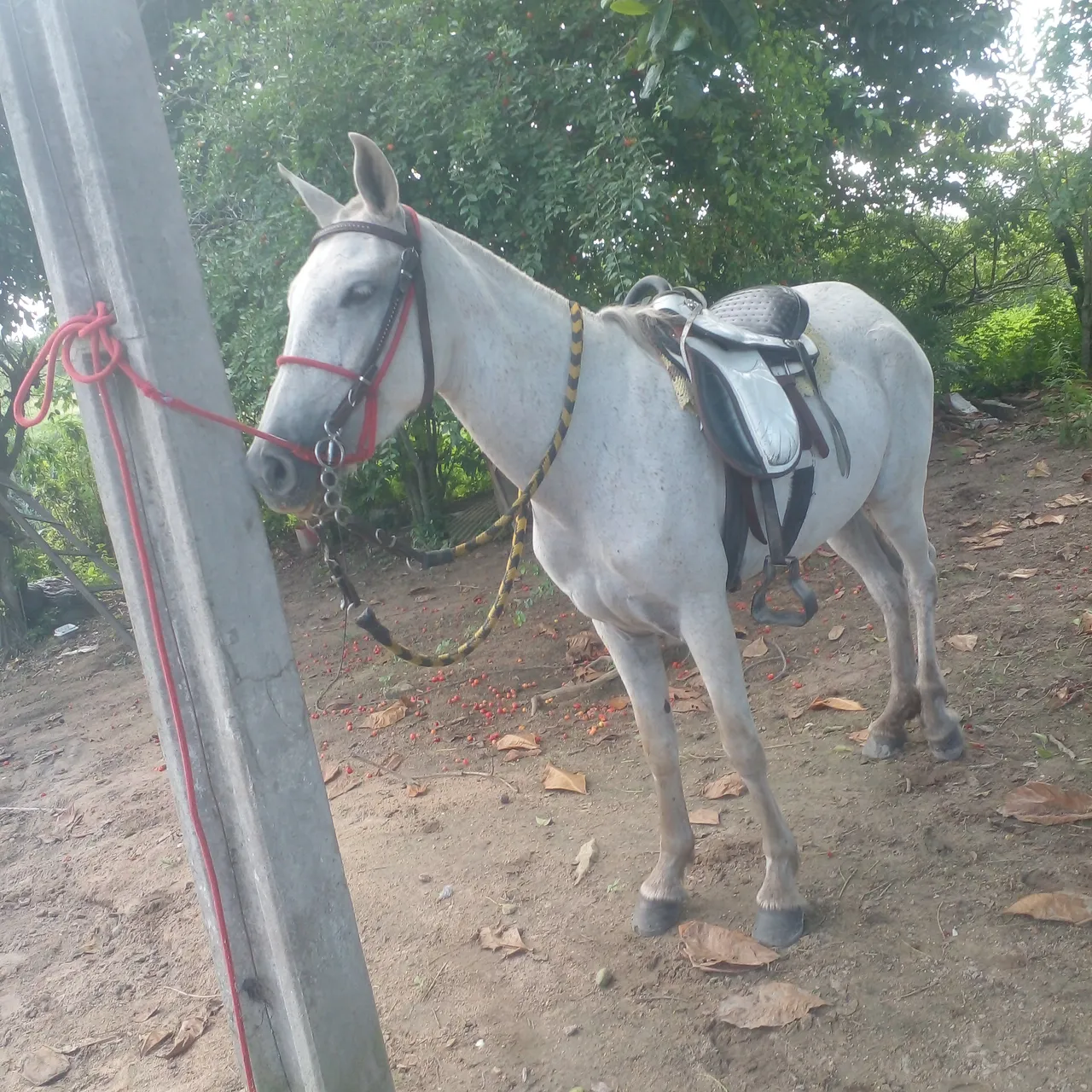 Cavalo disponível para venda