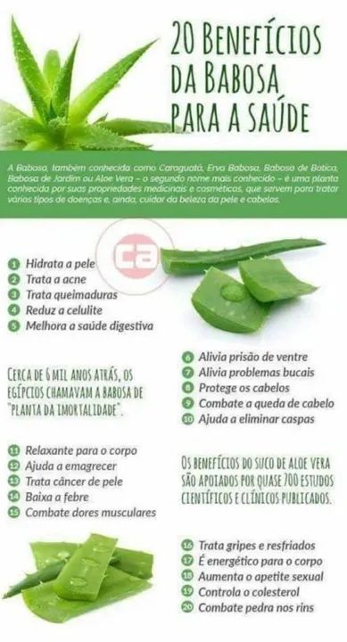 Babosa Aloe Vera  - Foto 3