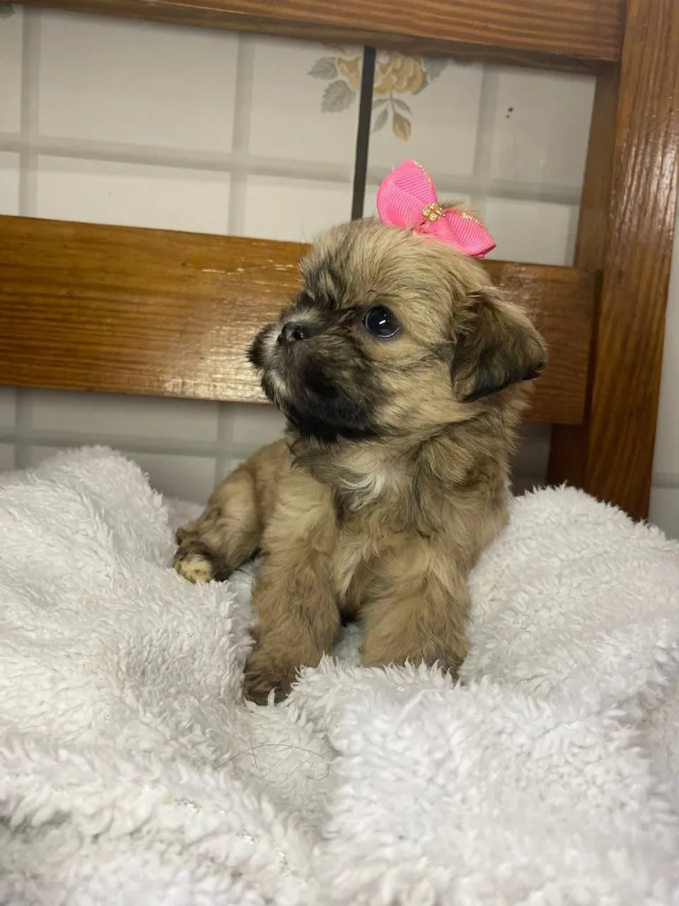 Filhote Shih Tzu Macho