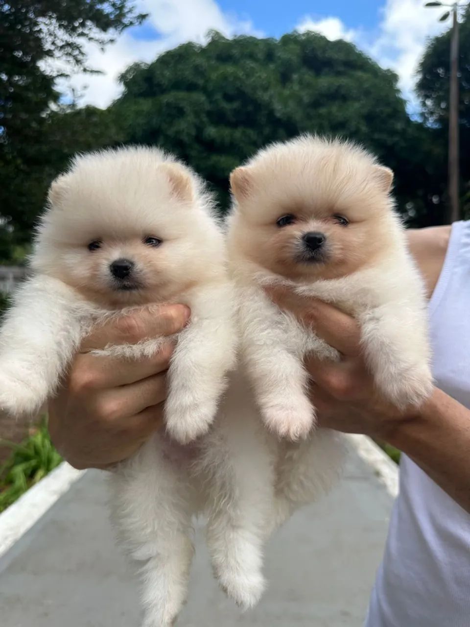 Filhotes de Spitz Alemão  - Foto 2