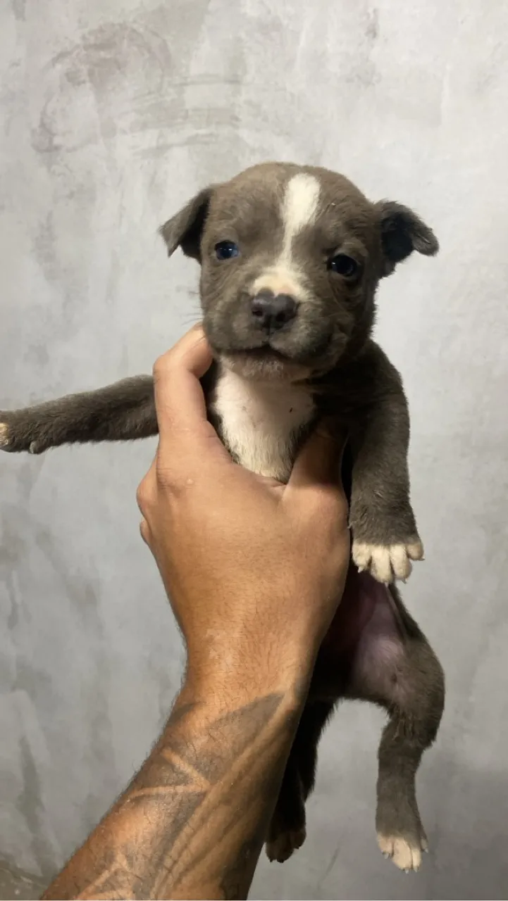 Filhotes de (Pai) American Bully staffordshire e (Mãe) e Pitbull