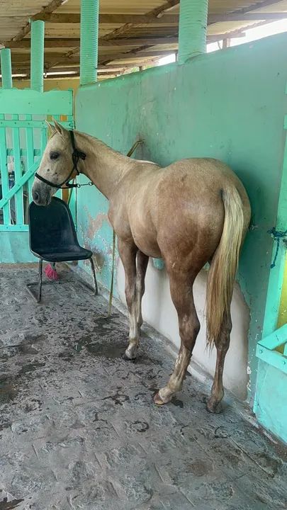 Potro meio sangue QM