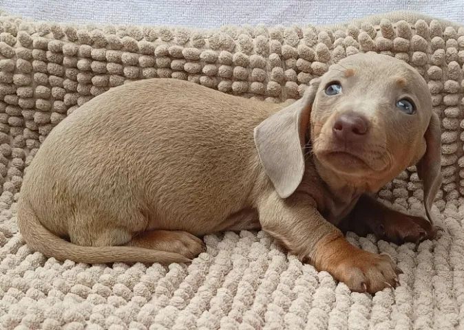 Filhotes de Dachshund - Lindíssimos (cofap, salsicha, teckel, cão salsicha)
