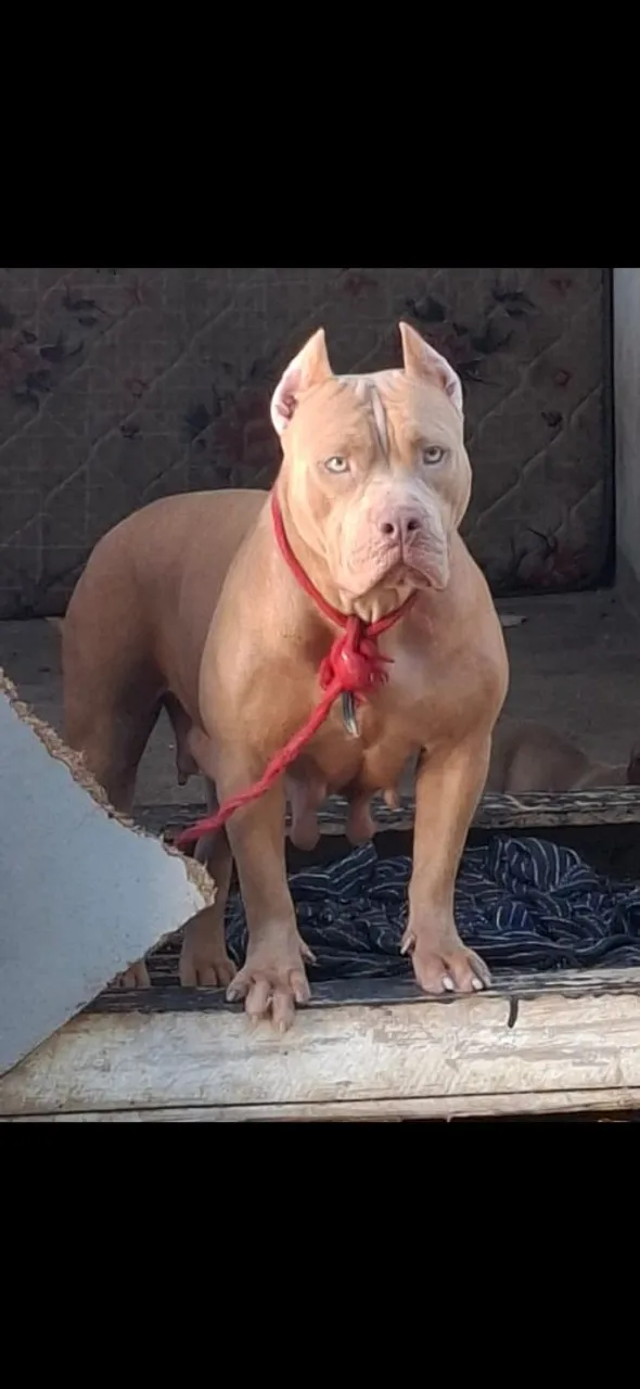 Pitbull femea