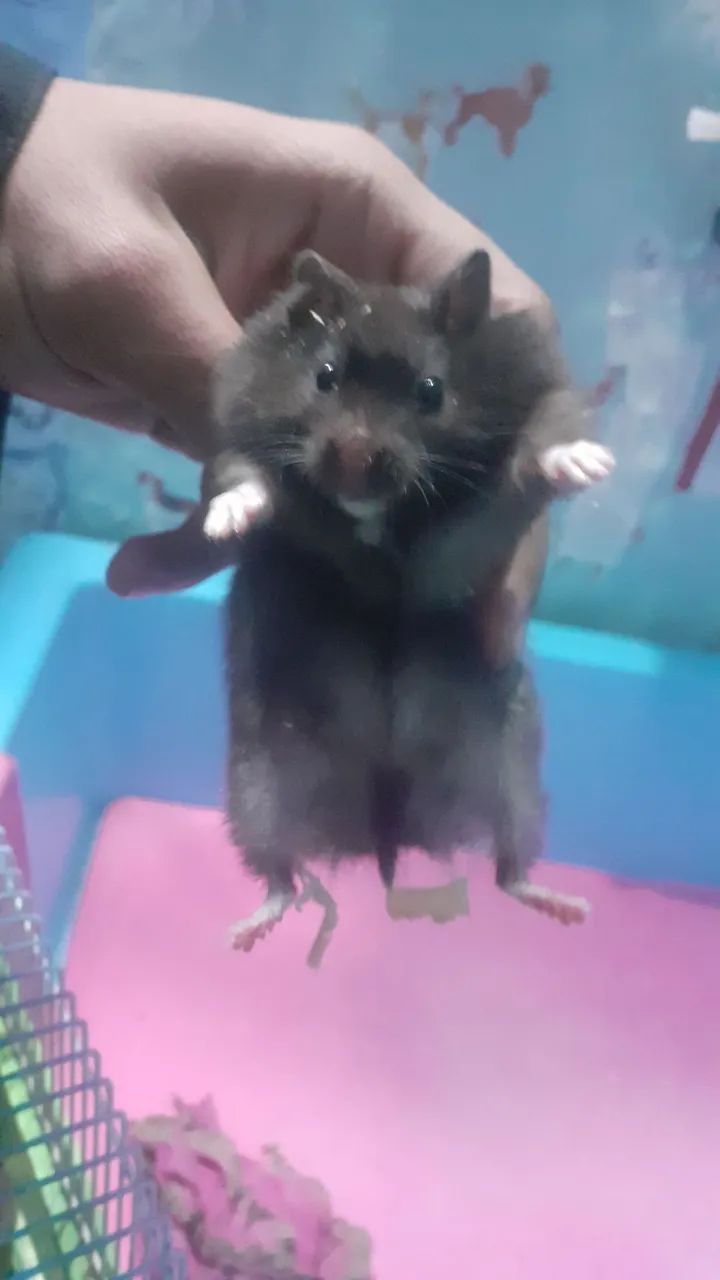 Hamster angorá  - Foto 2