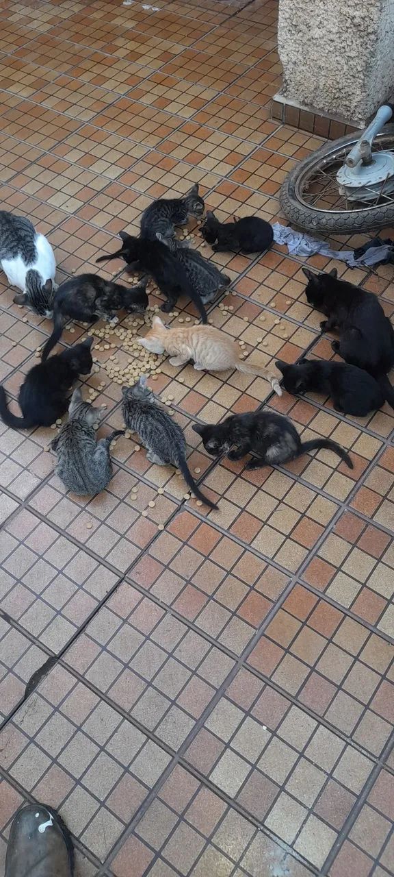 Gatinhos fofinhos para adoção - Foto 2