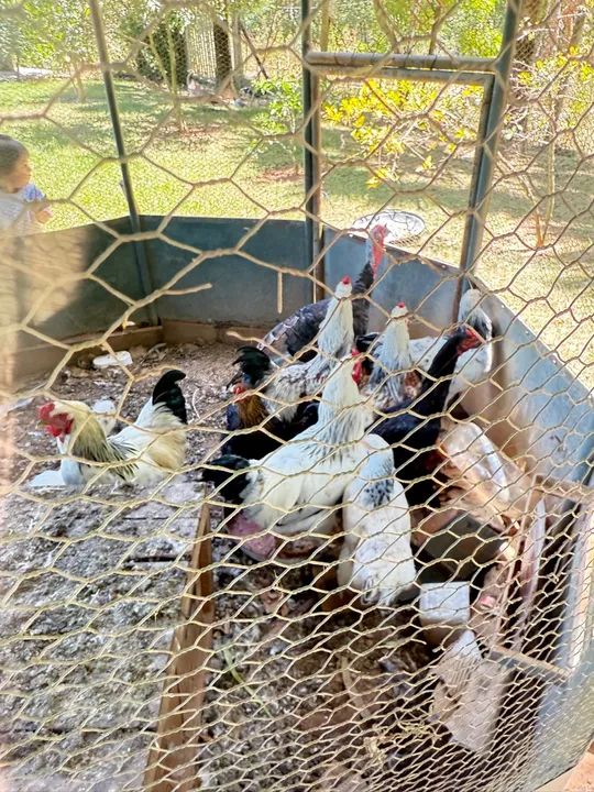 Galo light Brahma  - Foto 5