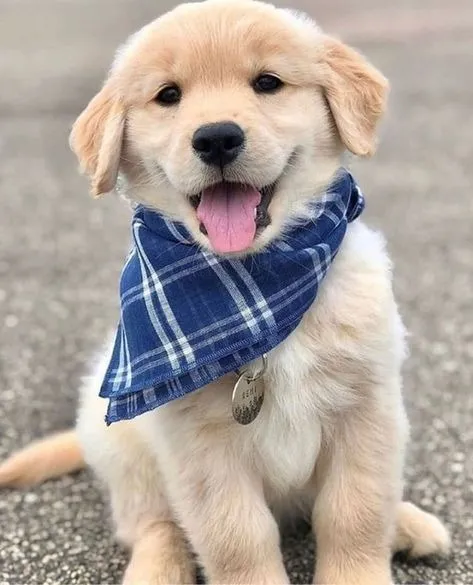 golden retriever americano