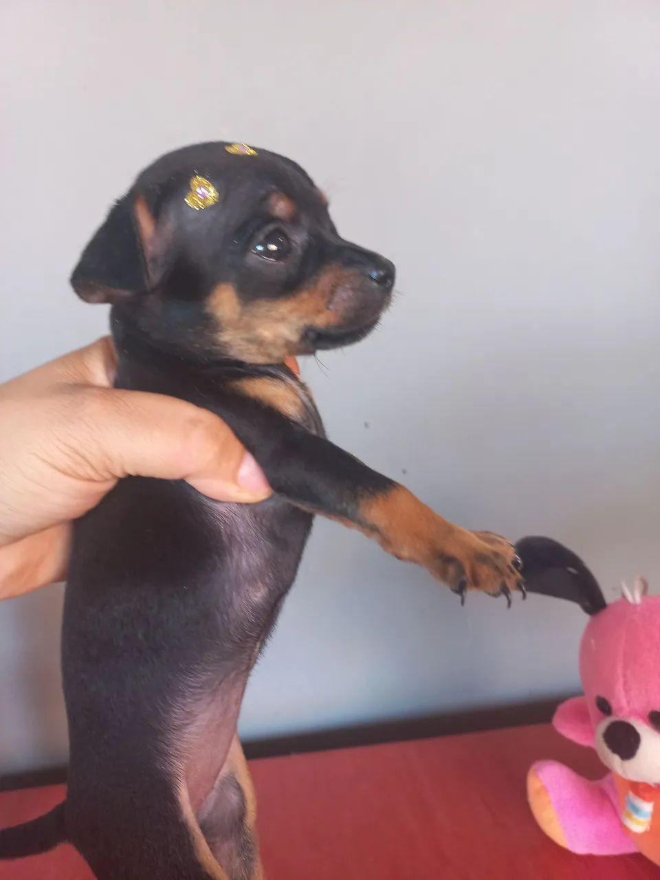 Filhote de Pinscher disponível! - Foto 2