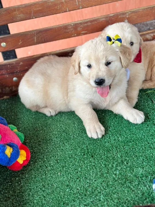 Golden retriever/ seu PET está aqui 