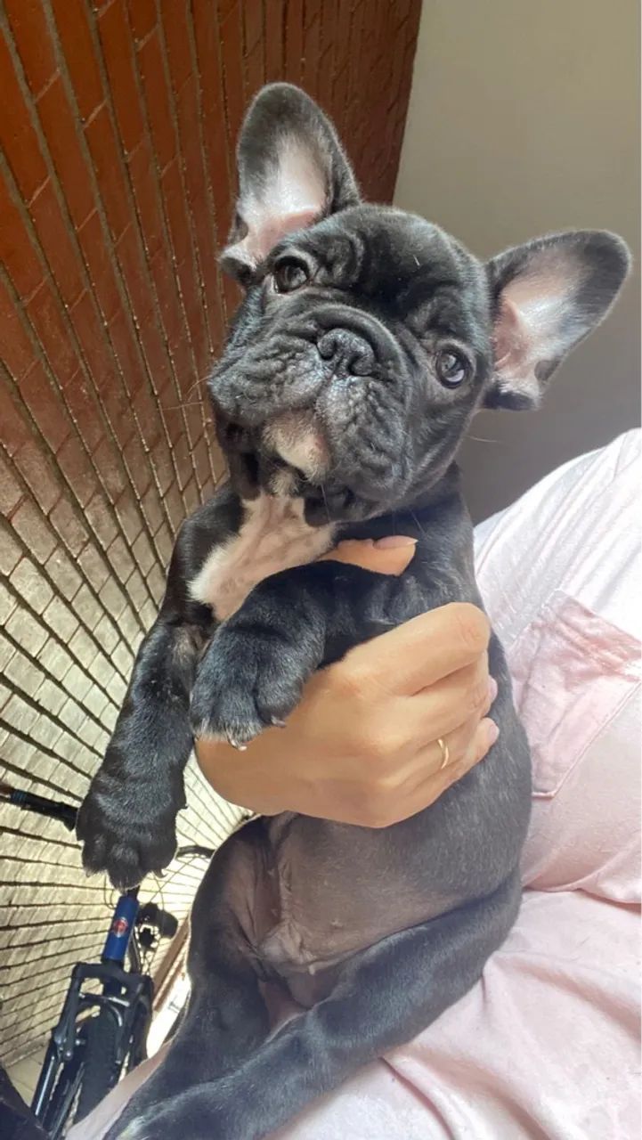 Filhote de Bulldog Francês black  - Foto 2