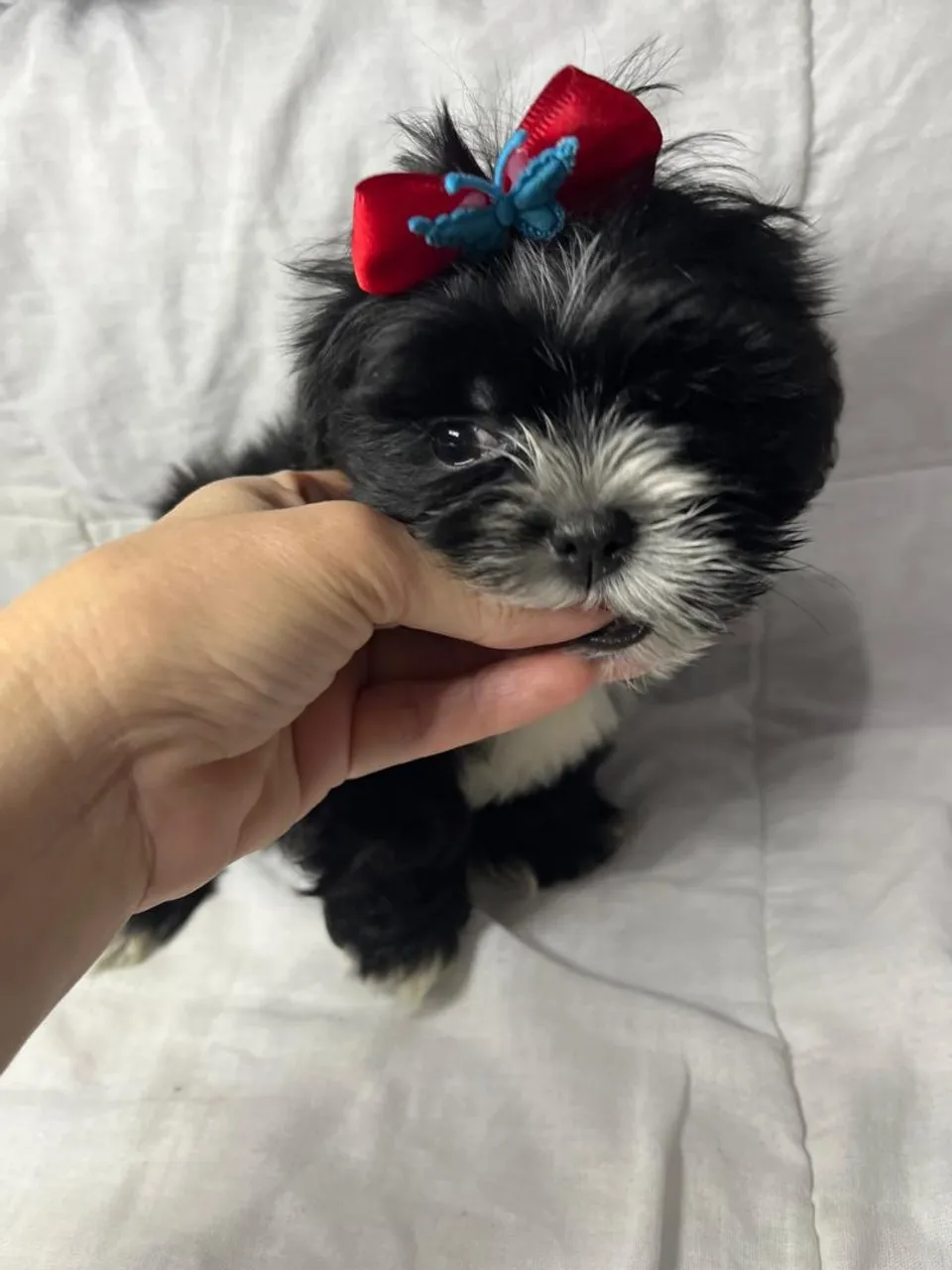 Filhote Shih Tzu Fêmea