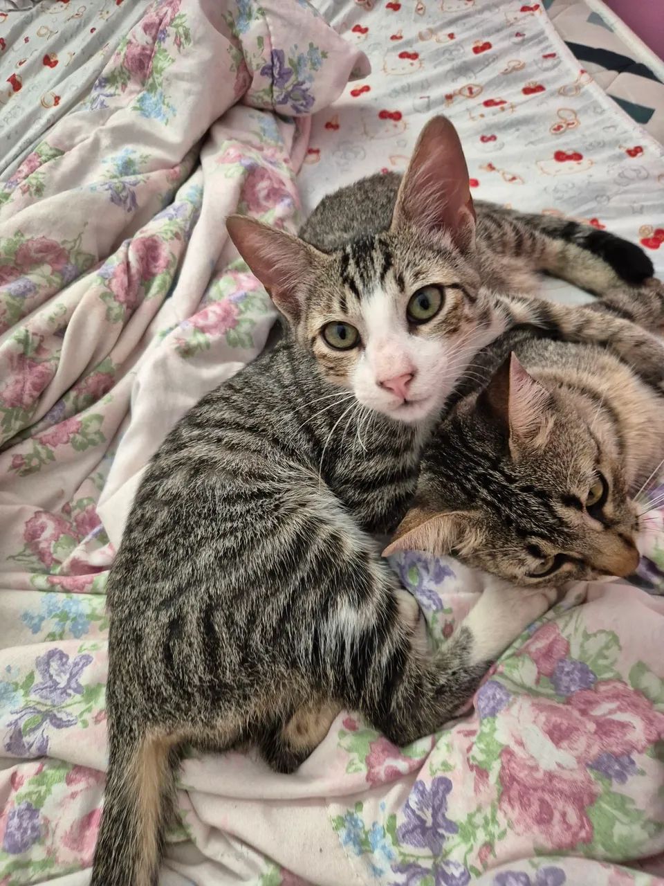 Gatinho pra adoção  - Foto 3