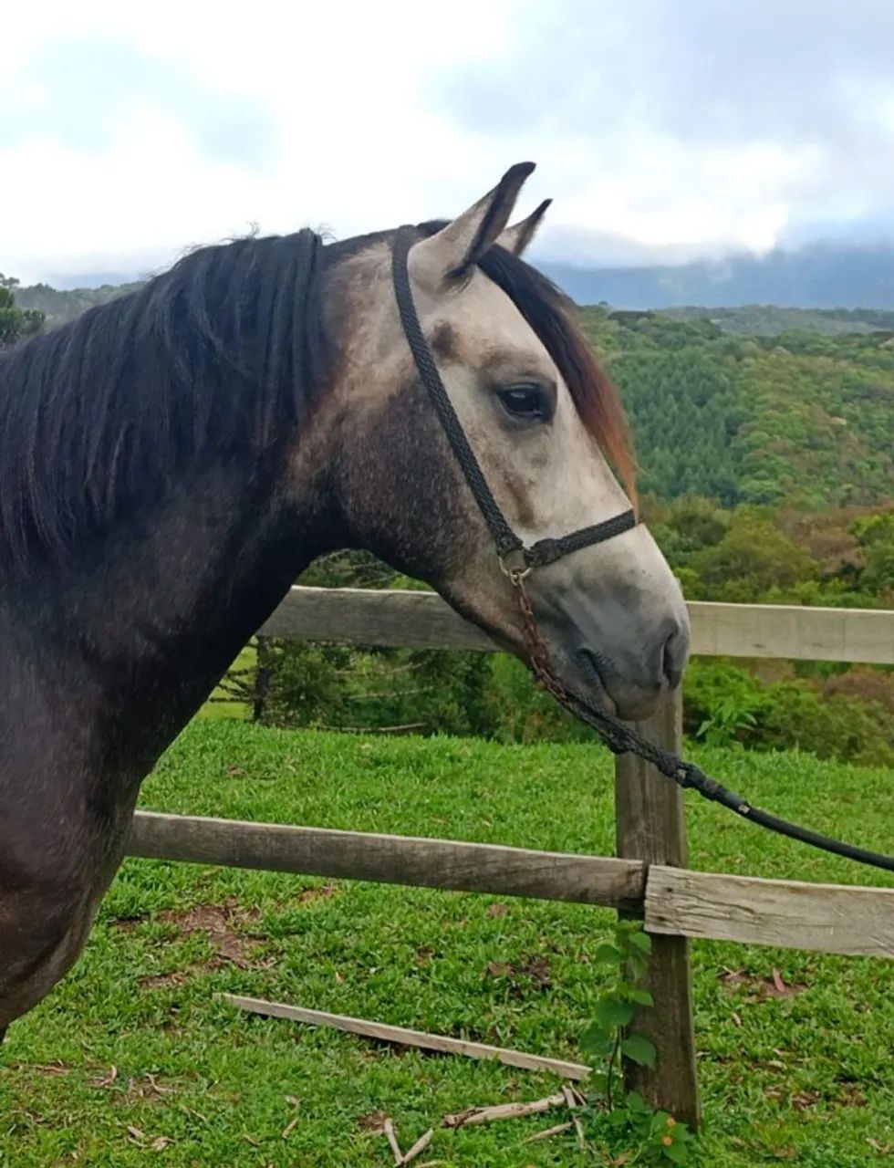 Cavalo Mangalarga Marchador 