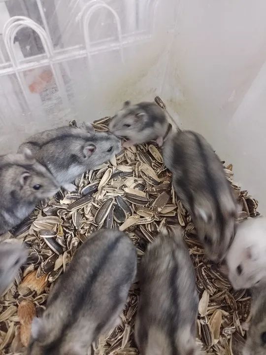 Hamster Anão Russo  - Foto 3