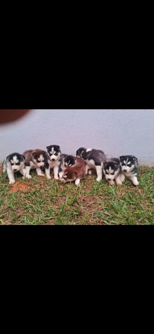 Filhotes de Husky Siberiano para adoção