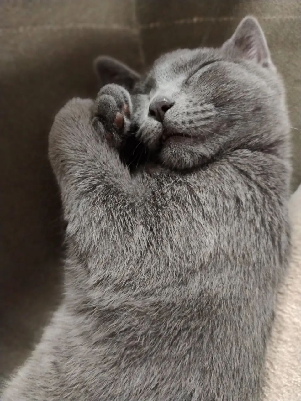 Doa-se GATA de 1 ano cinza castrada! - Foto 2