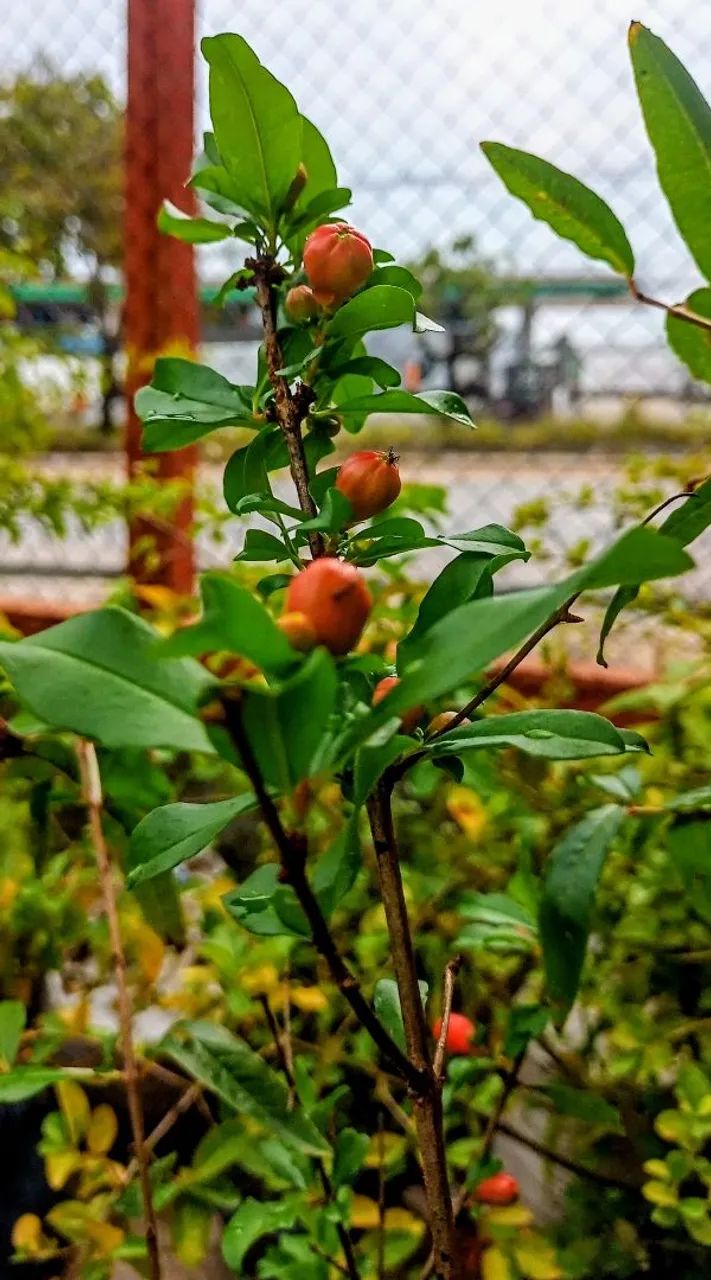 Vendo mudas frutíferas de pequeno porte  - Foto 2