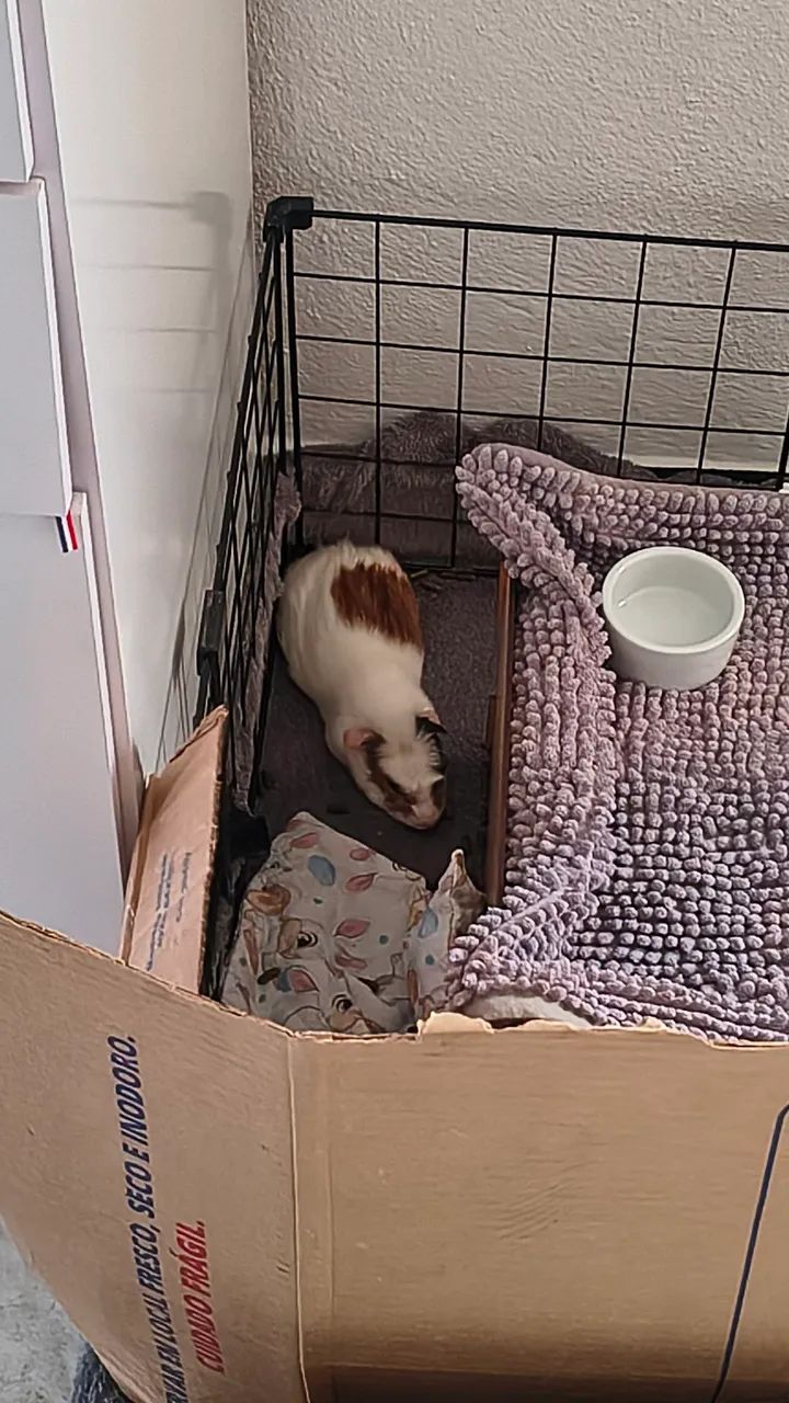 Porquinhos da índia machos (3, 5 e 6 meses) - Foto 2