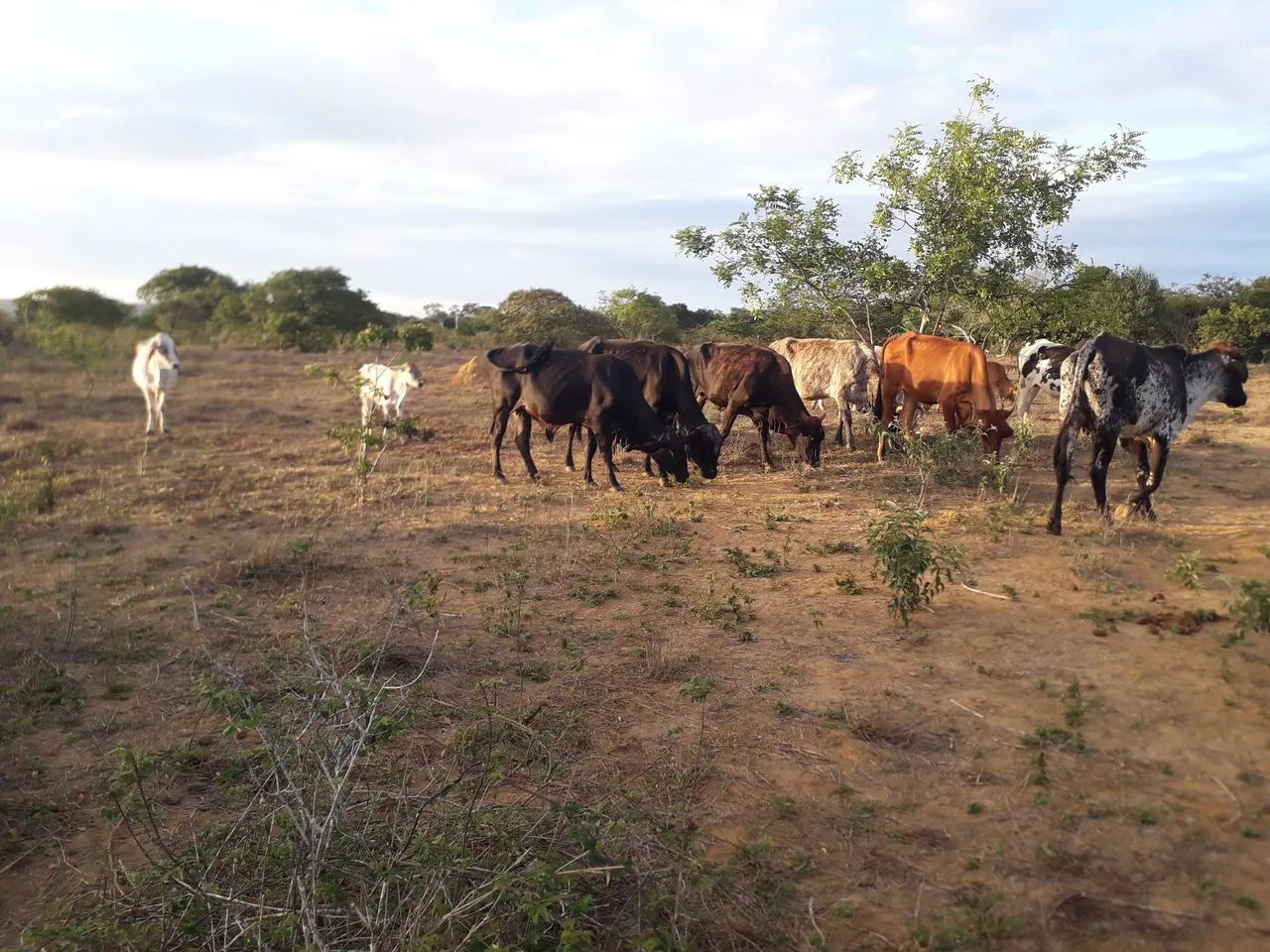 Vendo vacas em sao domingo sentido Barra do choça Vitória da conquista ba  - Foto 3