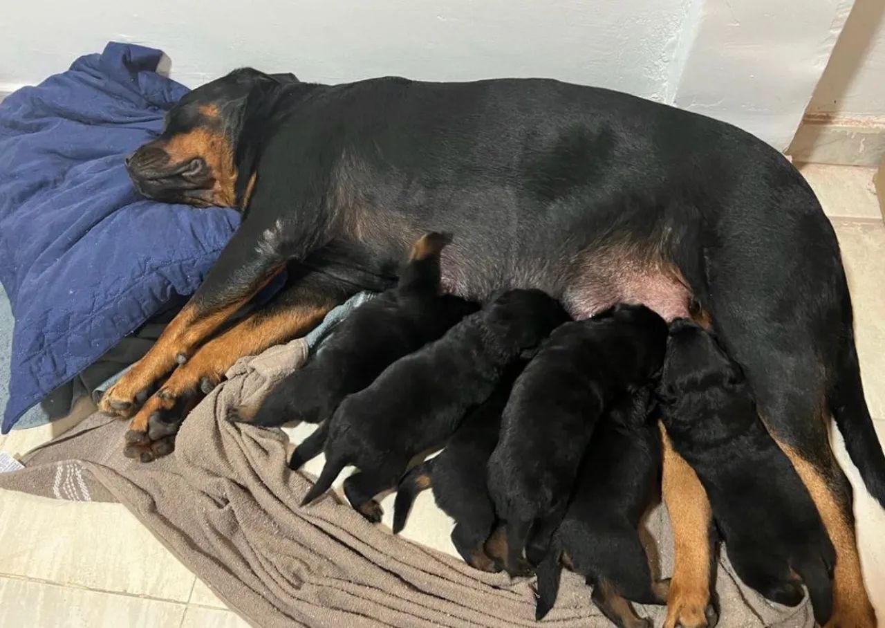 Vendo Filhotes de Rottweillers - pais no local e possuem pedigree - Foto 5